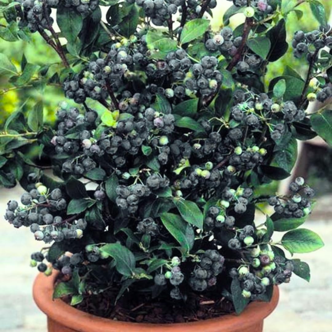 2 Black Huckleberry Trees Live Plants, Starter 4-6 Inc Tall in 4 Inc Pot, Well Rooted, Dormant, Huckleberries Blueberry Like, Sweet