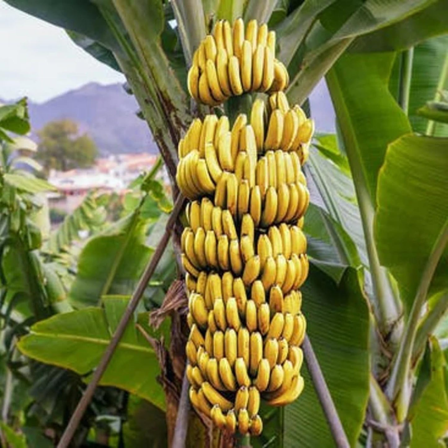 Grand Nain Banana Tree Live Plant, Well Rooted 4-8" Tall, Cold Hardy Tropical Banana Plant Live Well Rooted, Live Banana Fruit