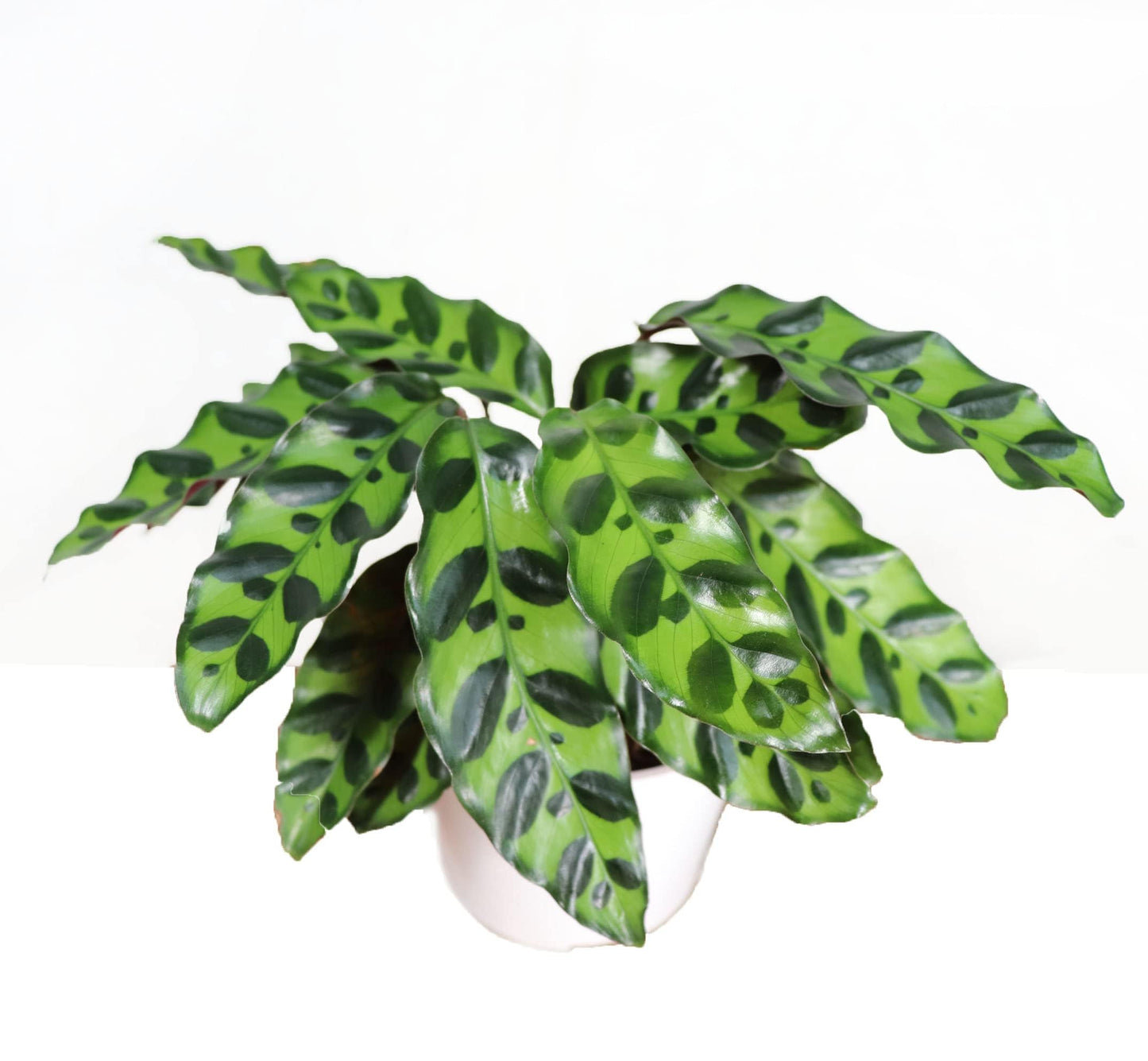 Calathea Indoor Plant, Live Houseplant 4 inch Grower's Pot (Rattlesnake)