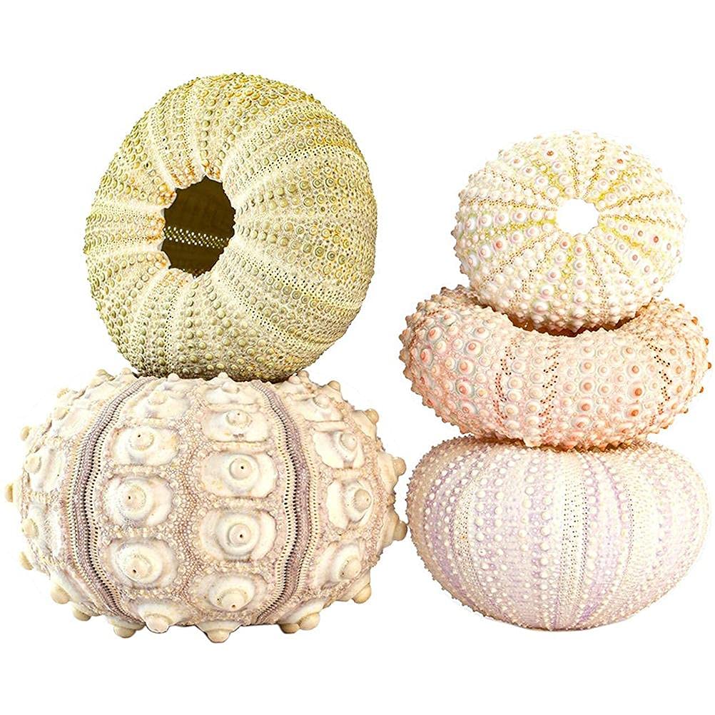shenruifa 5PCS Air Plants Holder, Mini Sea Urchin Shell Hanging Pot Decorative Cute Succulent Display Container with Rustic Ropes for Home Garden Wall Decor