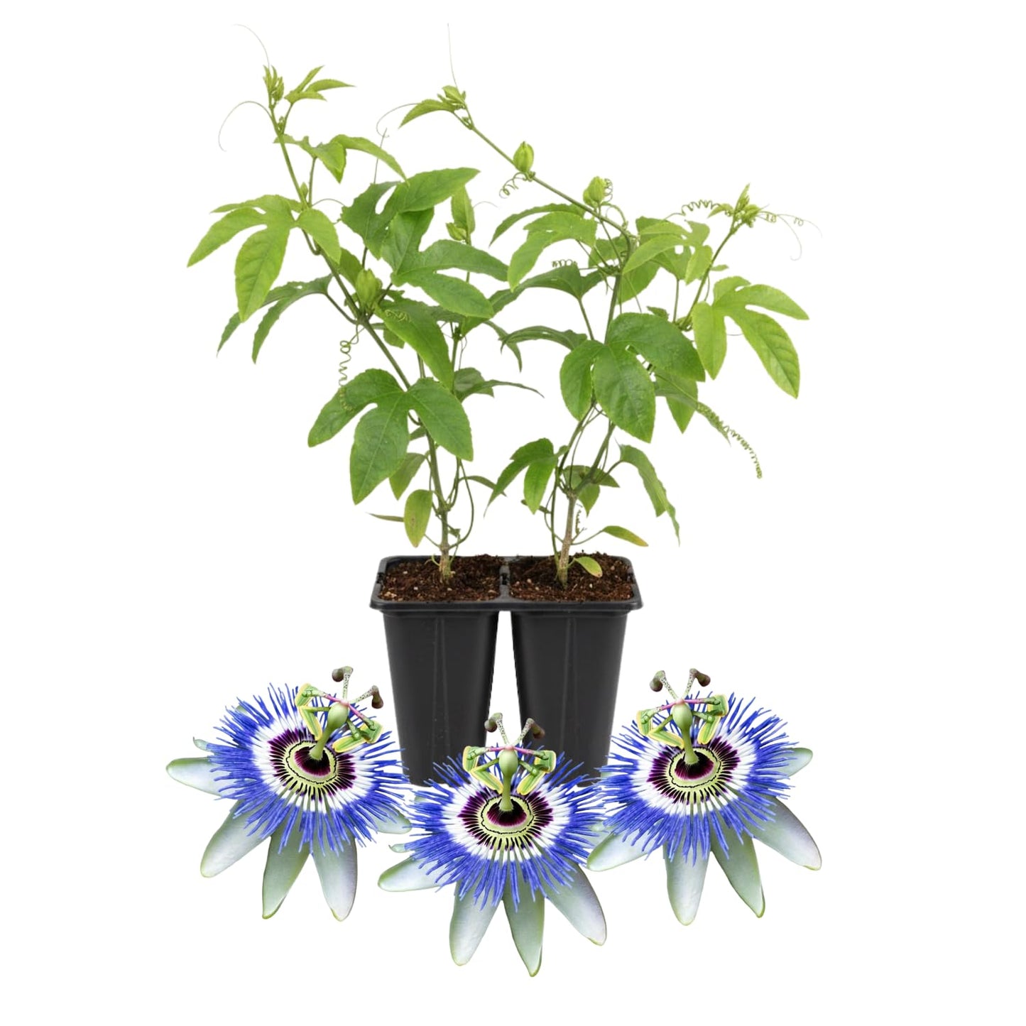 Set 2 Passion Flower Plants Live, Well Rooted Passiflora Flowering Vine 4-7'' Tall, Vibrant Blooms for Garden or Containers (White Blue)