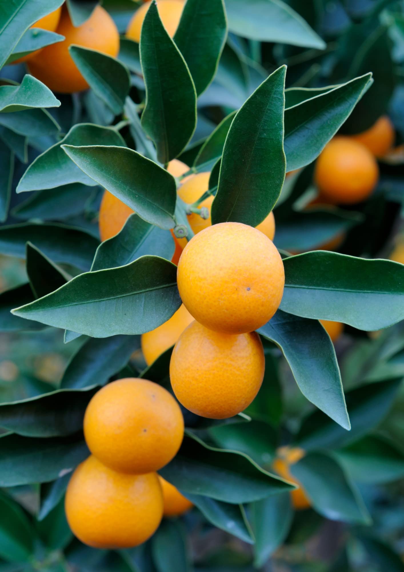 Meiwa Kumquat Seeds for Planting Sweet Kumquat 5 Seeds for Planting Your Garden