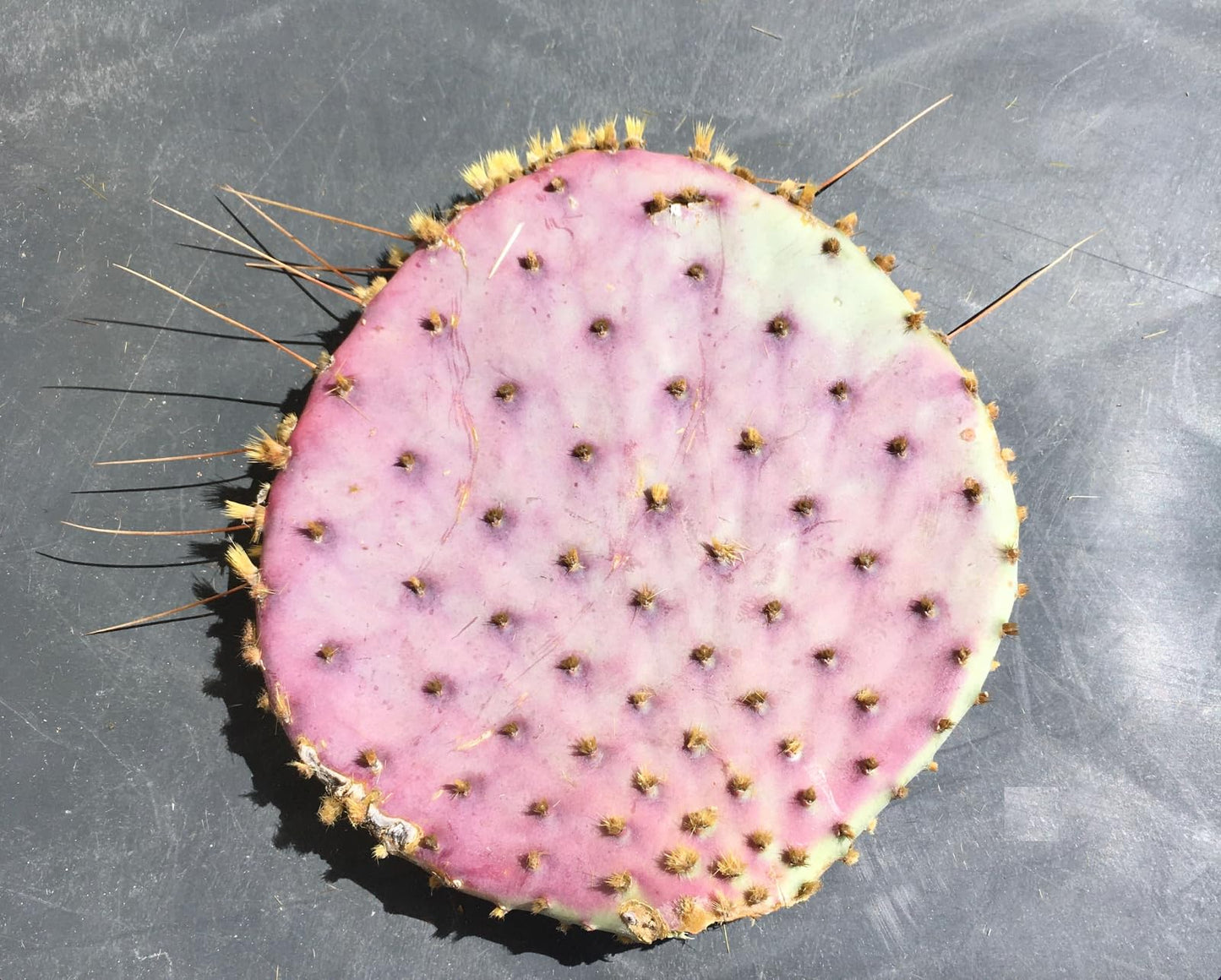 TWIGA Purple Prickly Pear Cactus 1 Pad Live Plant - Fresh and Vibrant Opuntia Genus Cactus Plants Live - Unique Purple Hue - Ready for Propagation - Ideal for Gardens or Indoor Spaces