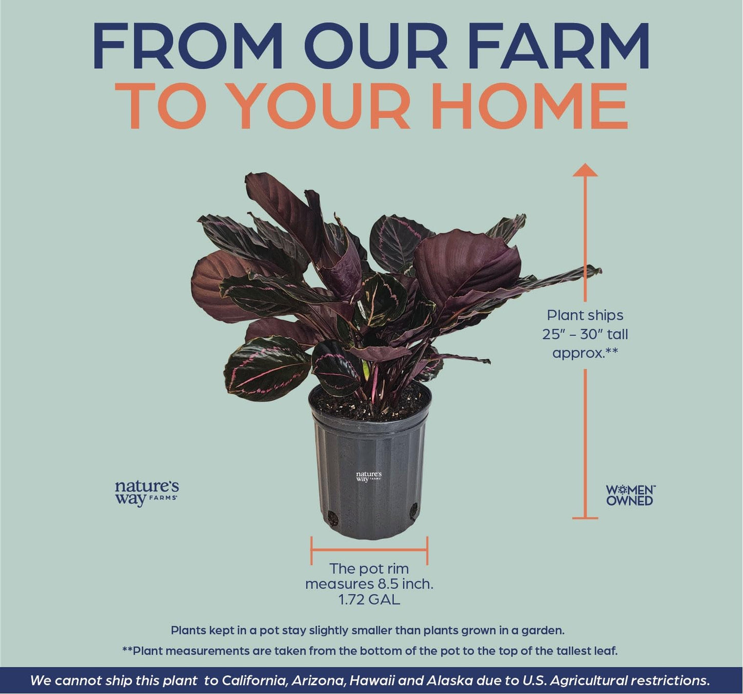 Nature’s Way Farms Calathea Dottie Indoor Live Plant (25-30in Tall) in Grower Pot
