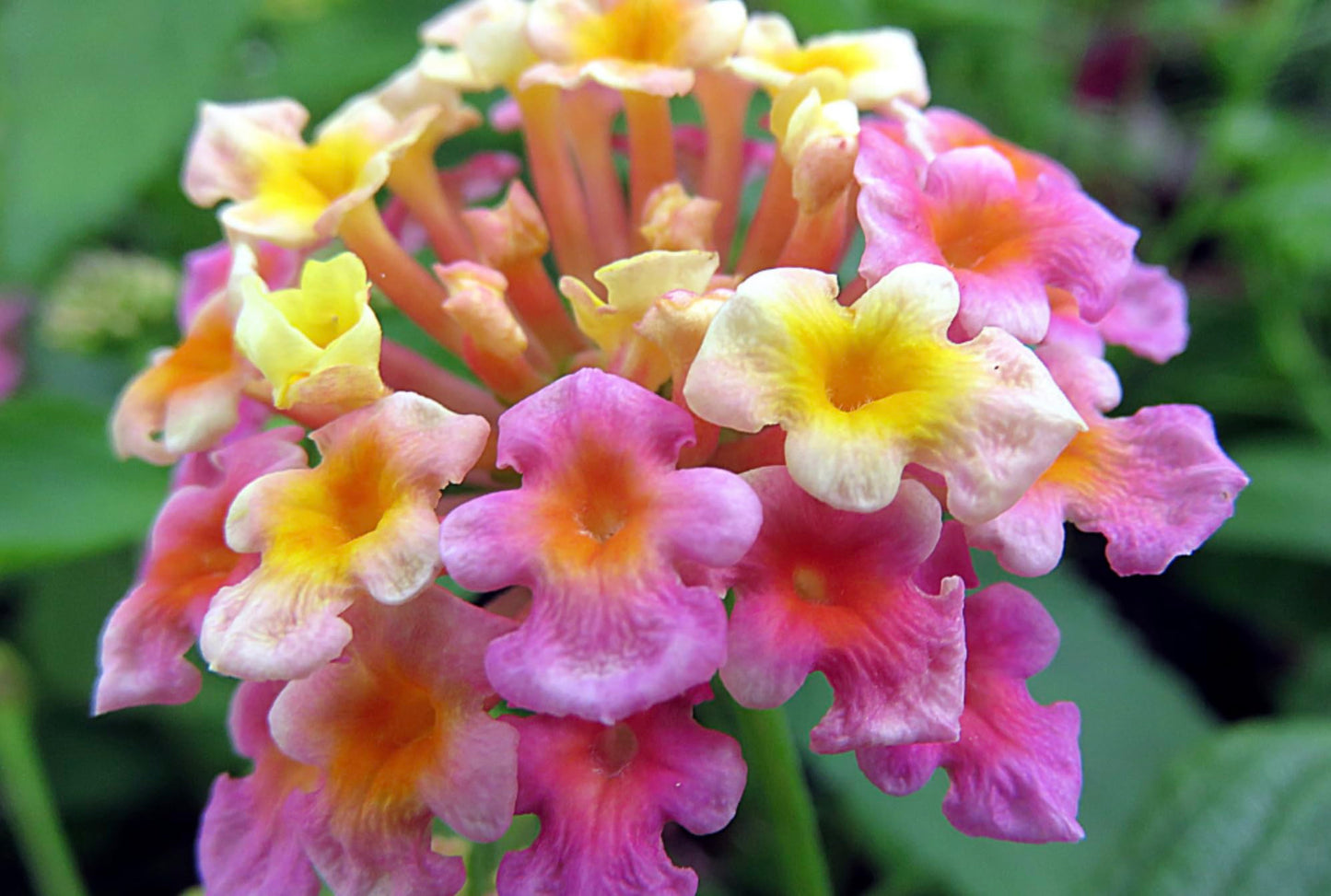 Lantana Plants Live - Confetti Pack of 3 Lantana Live Plants for Planting - 4-6 Inches Tall - Attracts Butterflies, Ideal for Containers, Easy Maintenance
