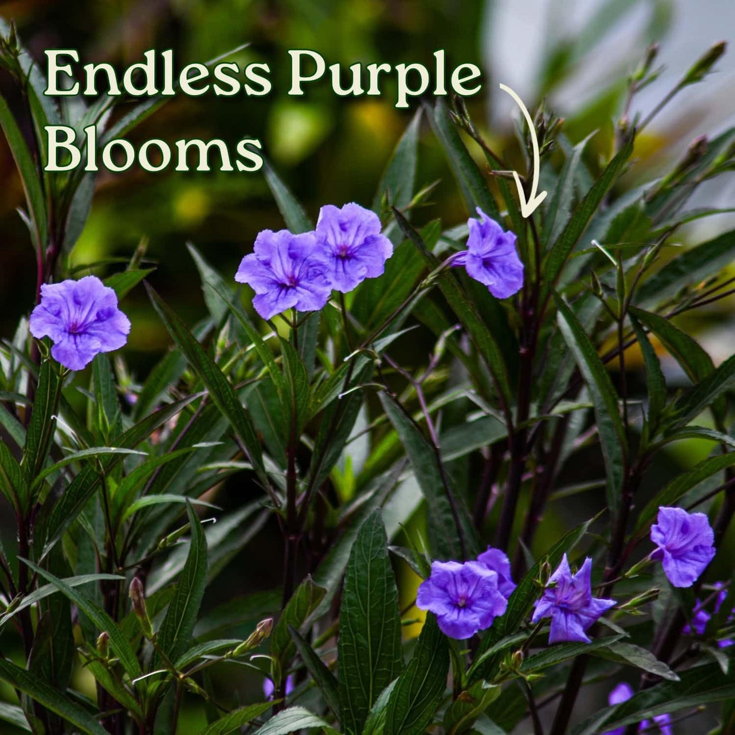 Tropical Plants of Florida Purple Ruellia Live Plant - 3 Gallon 26 to 34 Inch Tall Flowering Shrub Outdoor Garden Border Hedge Plant