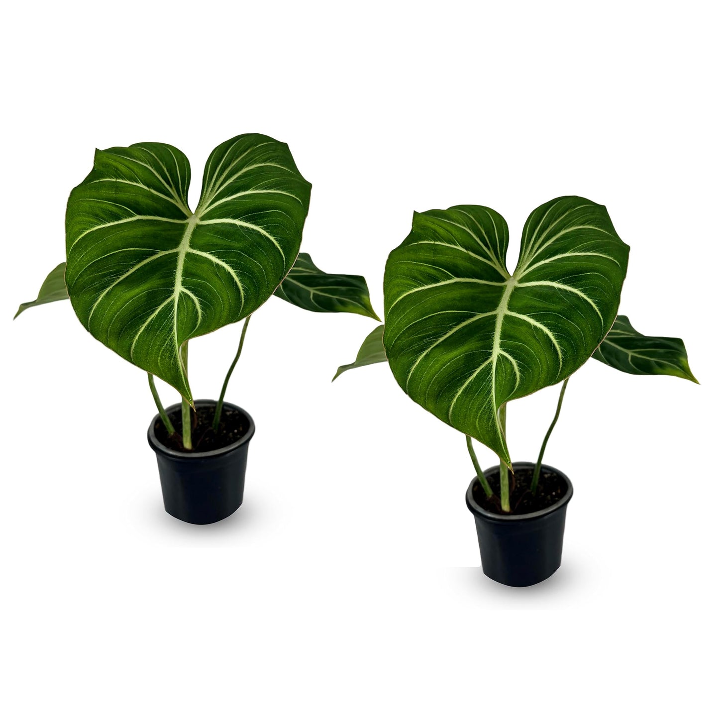 LEAL PLANTS ECUADOR Philodendron Gloriosum Zebra (Pack of 2)| Exotic Live Green Houseplant with Striking Foliage |Low Maintenance Air Purifying Elephant Ear Plant