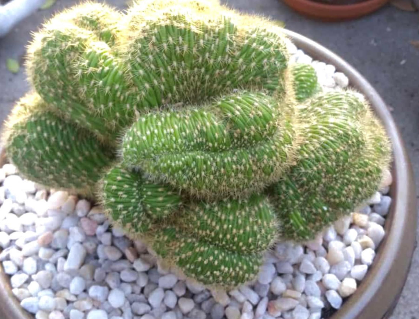 8" Rare Large Live Cactus Succulent Plant - Trichocereus Huascha Crested, Hardy/Drought Tolerant, Easy to Grow Indoor/Outdoor
