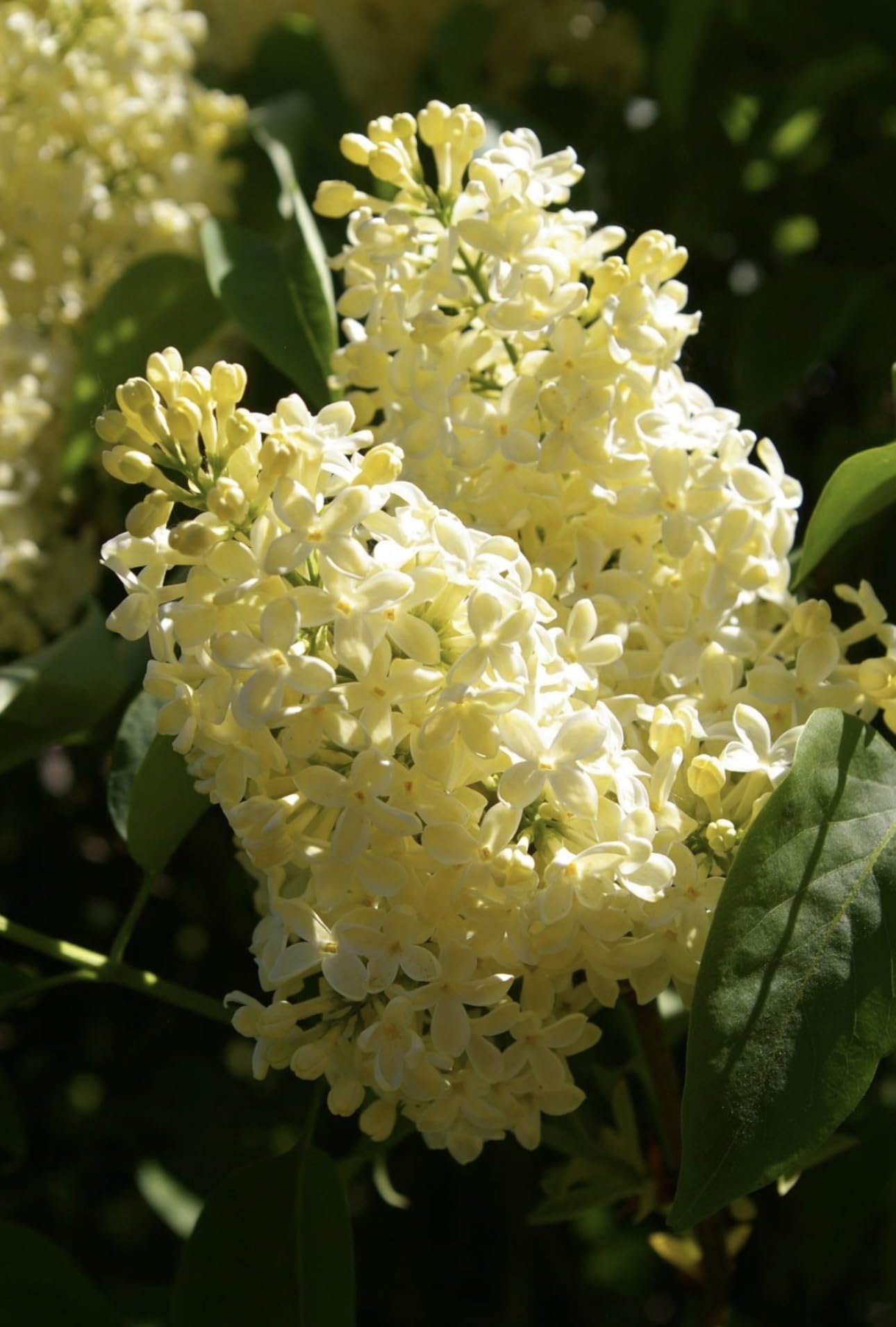 Primrose Yellow French Lilac (Syringa) Live Plant – Rare Yellow Lilac Shrub – Fragrant Spring Flowers – Cold Hardy Ornamental Bush – Starter Plant