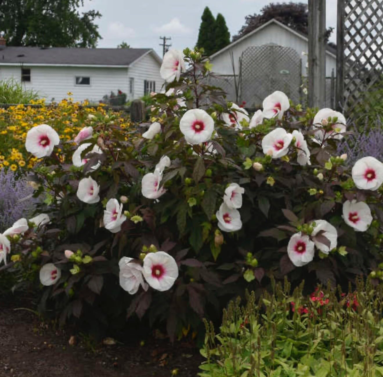 Live Plant - Mocha Moon Hibiscus moscheutos-Small Rooted Starter Plant-Huge 8-10” Blooms