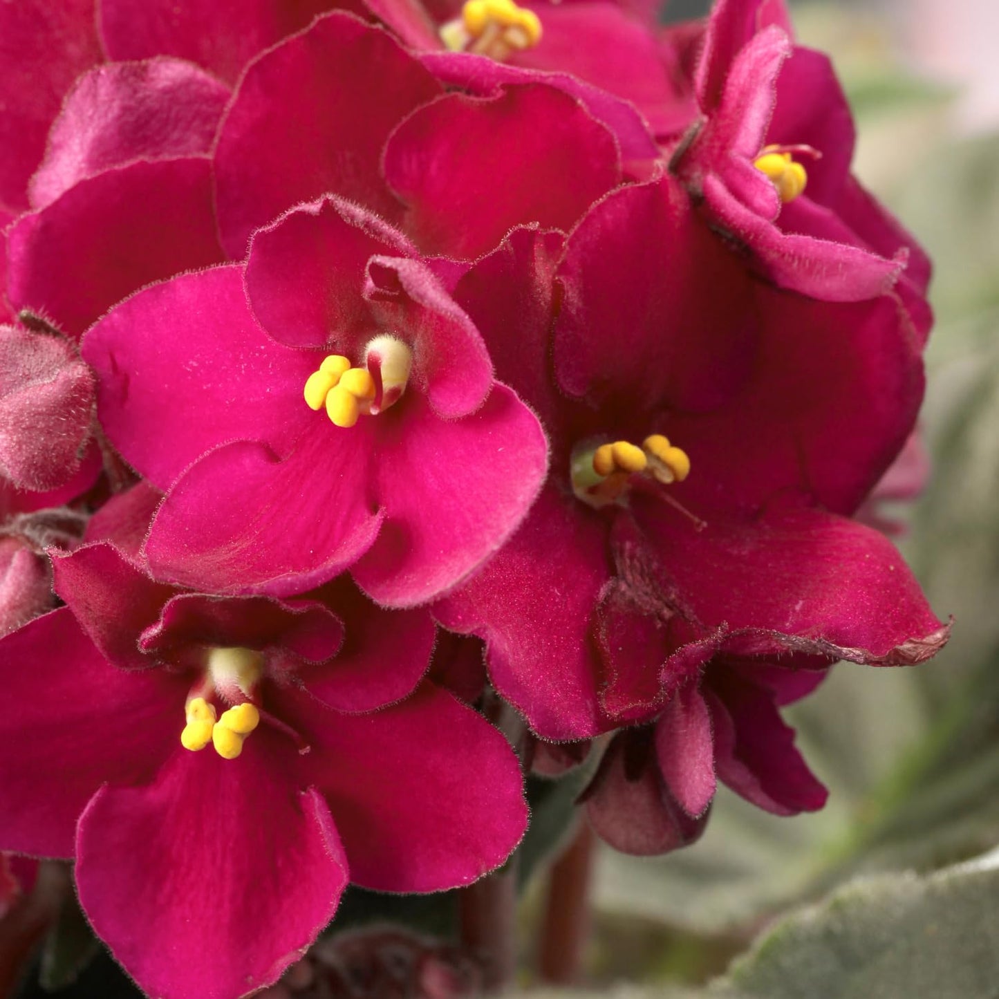 Burgundy Red African Violet Plant, Perennial African Violet Live Plants in 4 Inch Pot, Violets Live Plants Houseplant for Indoor Garden