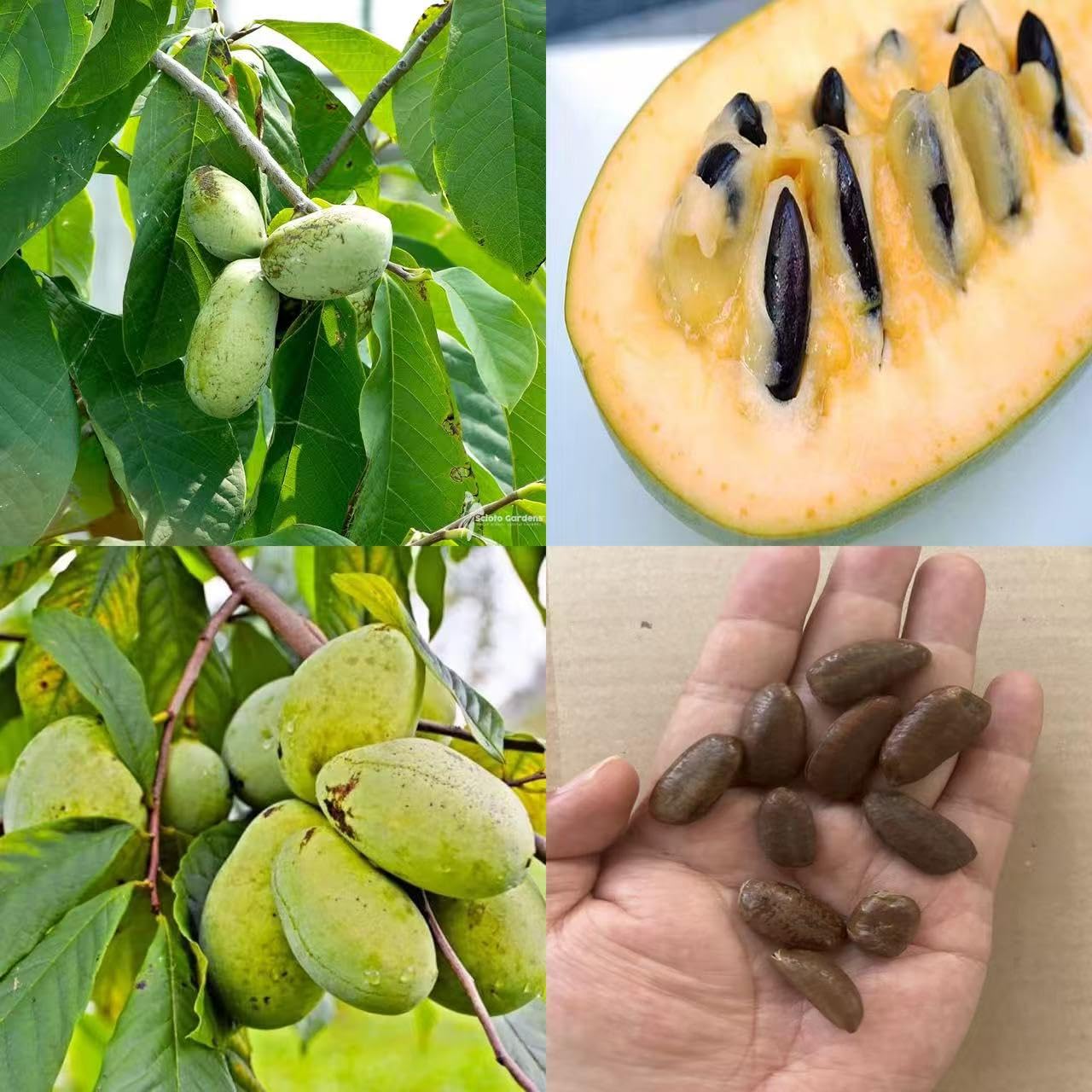 loseedsoo 10 Pawpaw Seeds for Planting – Asimina triloba Tree Seeds, Native Fruit Tree Seeds for Outdoor Growing, Deciduous Perennial Garden Seeds for Backyard Orchard
