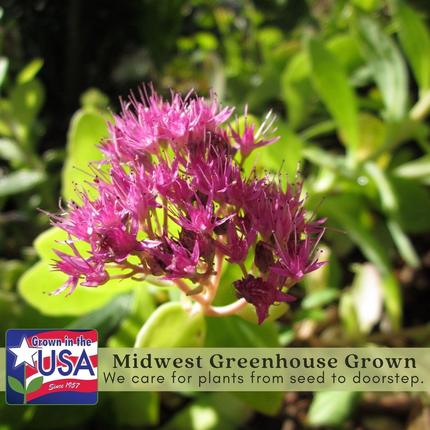 Clovers Garden Sedum Autumn Joy Plants – Two (2) Live Plants – Non-GMO - Not Seeds - Each 4" to 8" Tall – in 4" Inch Pots – Perennial, Pollinator Friendly