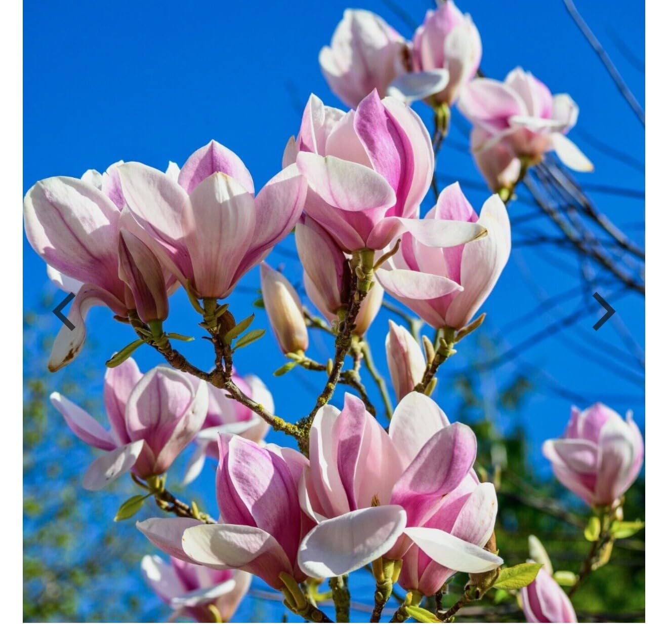 Live Plant - Chinese SaucerMagnolia Hybrid Tree-18-28 Inches Tall