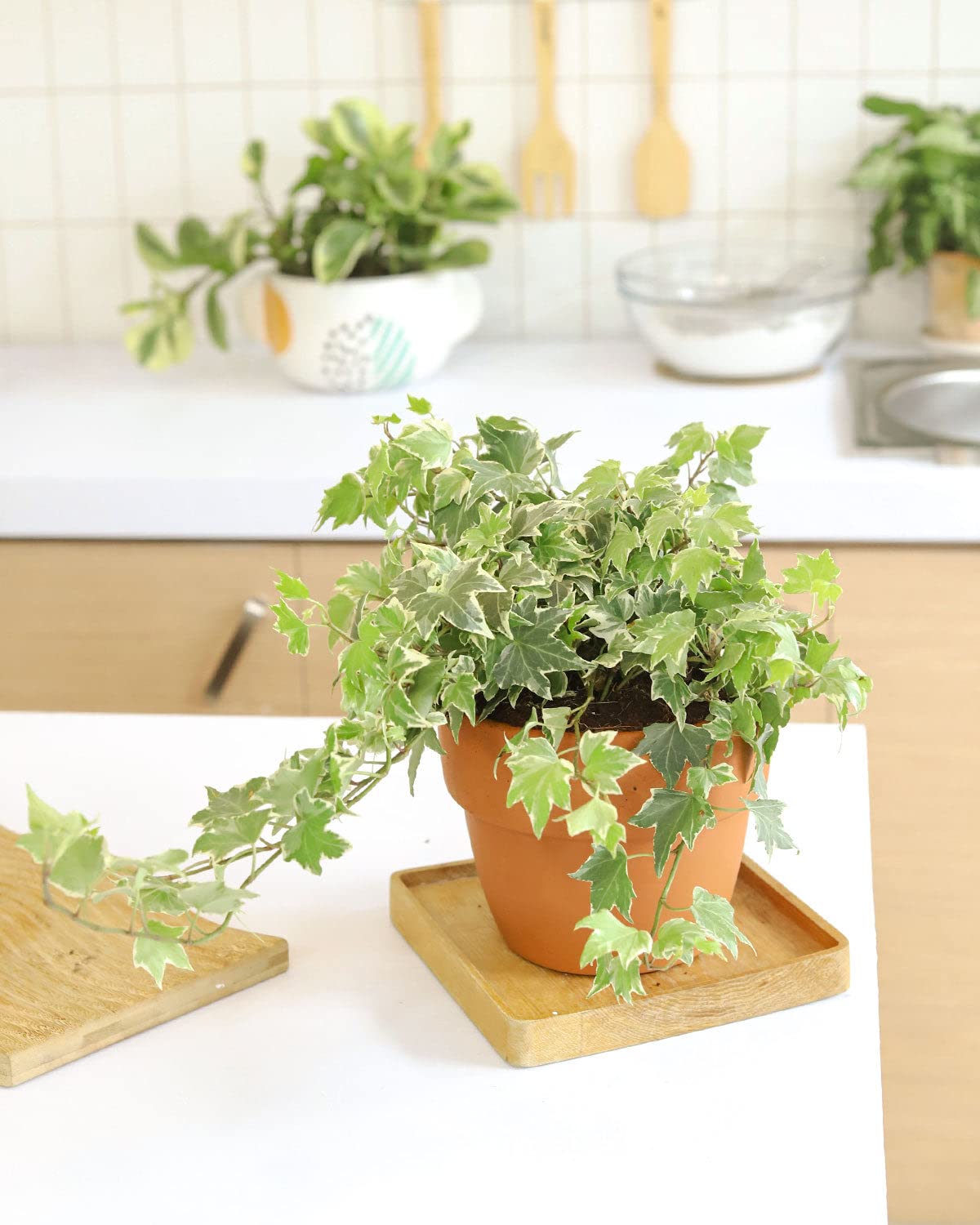 Golden English Ivy - Hedera Helix Kolibri (4" Grower Pot) - Eye-catching, Air-Purifying, Easy to Grow Houseplant - Best Trailing Houseplant for Home and Office Decoration