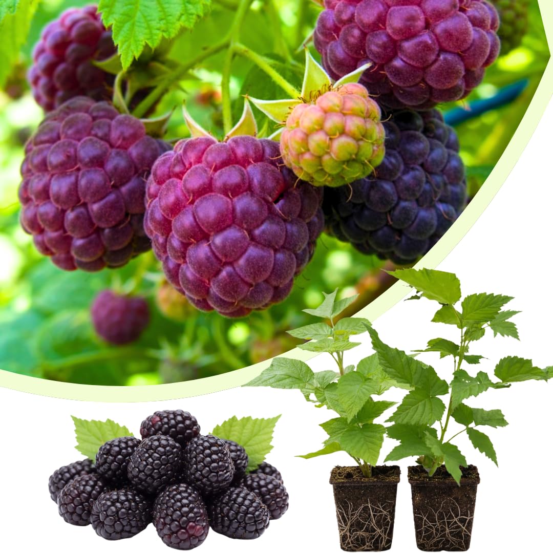Set of 2 Raspberry Plants Live, Raspberry Bushes, Raspberries Plant, 4 to 6 Inch in Tall for Growing (Purple Raspberry)