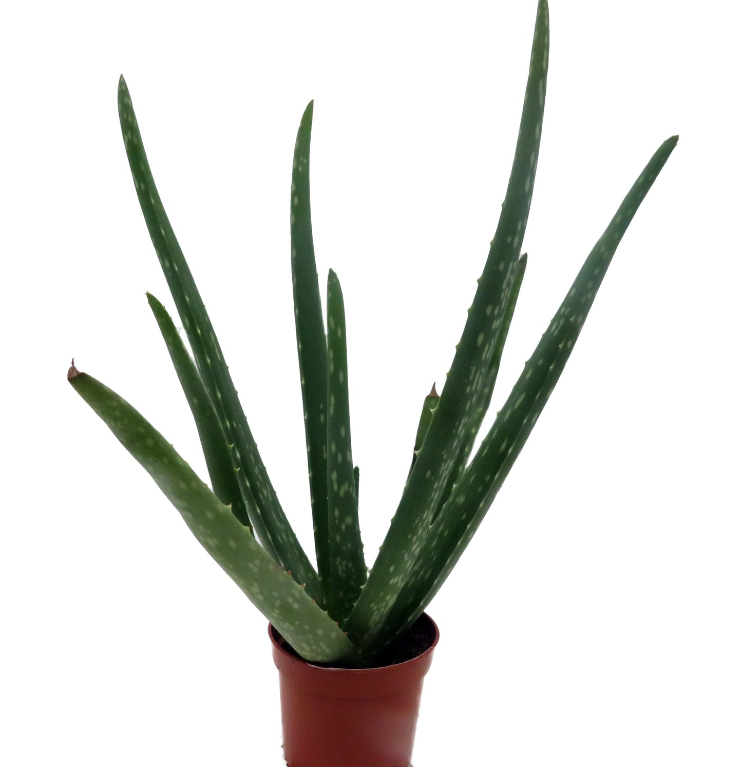Aloe Vera in 2.5" Pot - Medicine Plant/Burn Plant/Miracle Plant