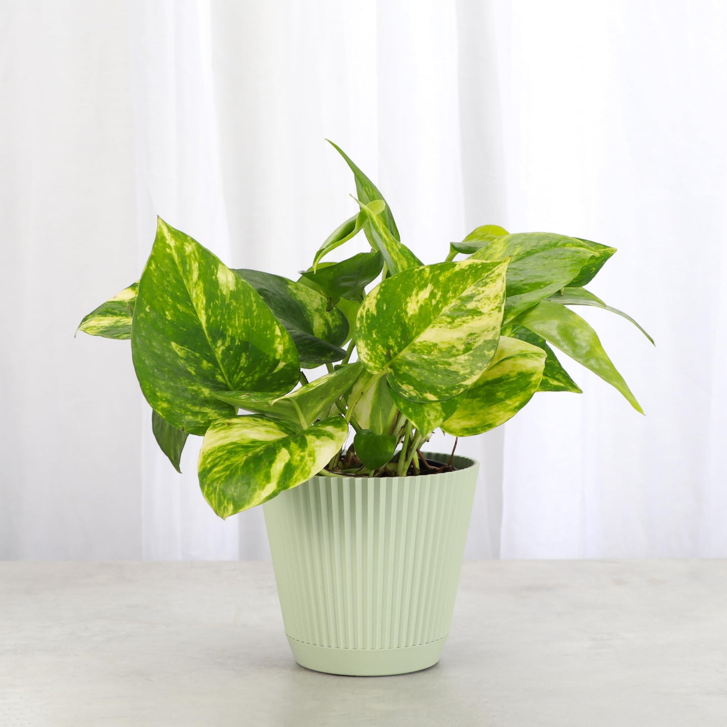 Thorsen's Greenhouse Golden Pothos, Live Indoor Vining Plant, Easy to Grow, Variegated Houseplant, Natural Air Purifier (Sage, 4-inch Pot)