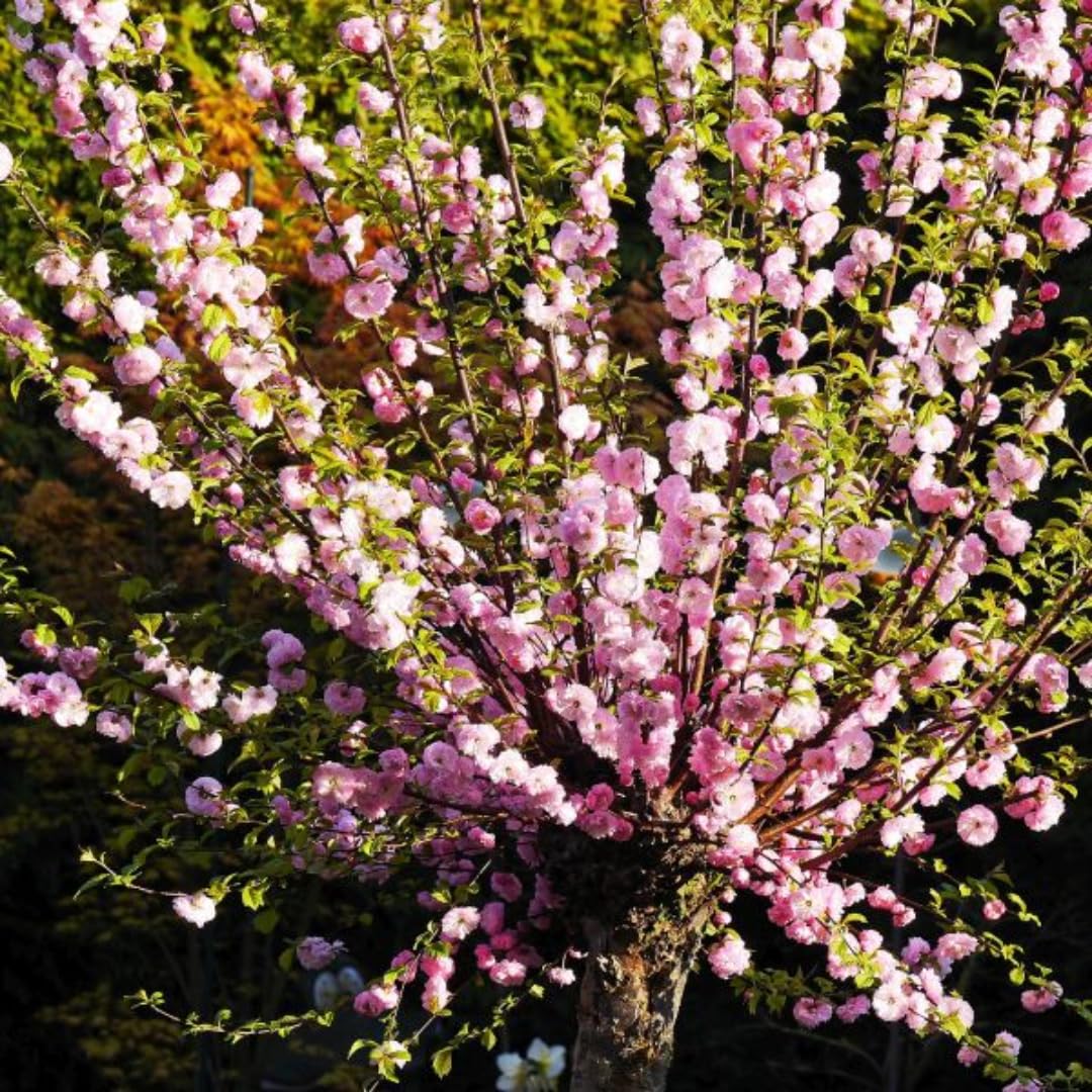 Pink Flowering Almond Trees Live Plants Shrubs Dormant in Pot, Spring Planting, 8 Months Old Flowering Plum Bushes, Ornamental and Fragrant Pink Blossoms