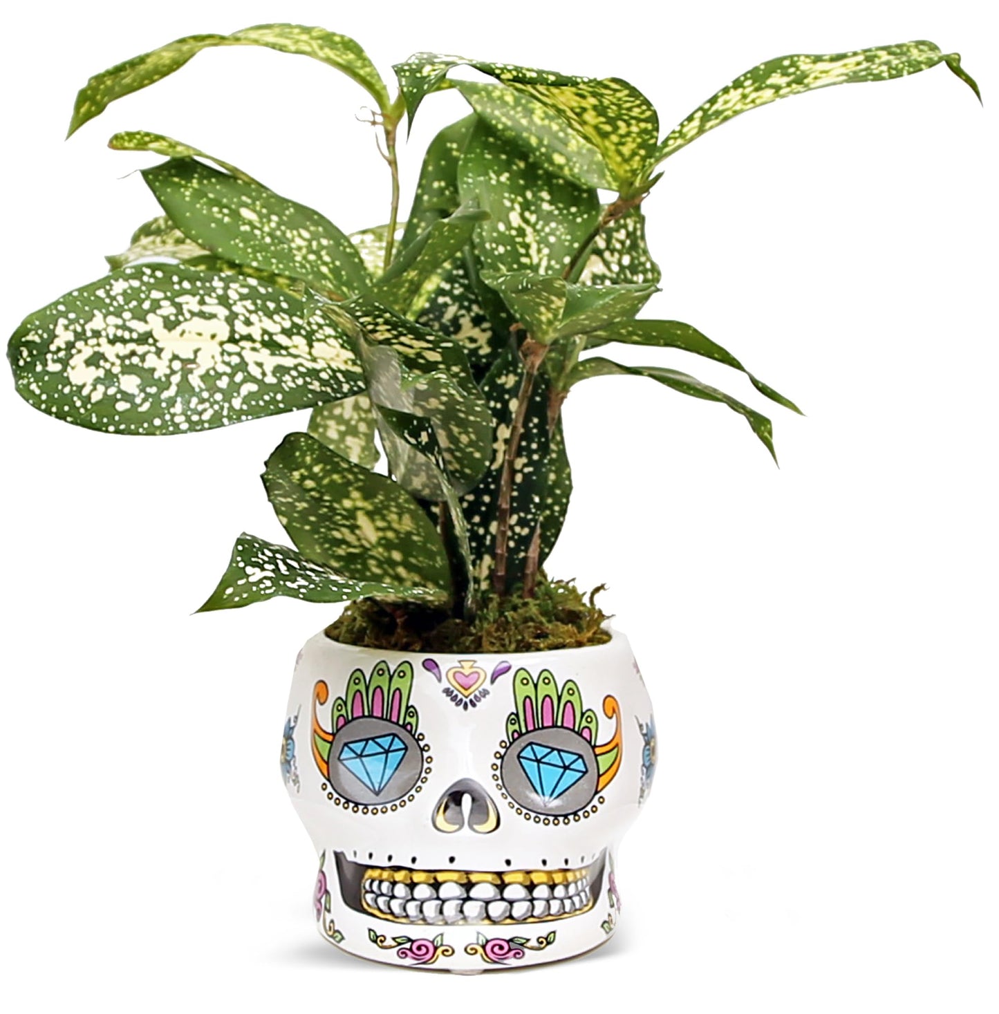 Live Florida Beauty Golddust Spoted-Leaf Dracaena Surculosa, Variegated Tropical Houseplant, Office Gift, Plant Lover Gift, Gardening Gift, Best Friend Gift in 4" Ceramic Skull