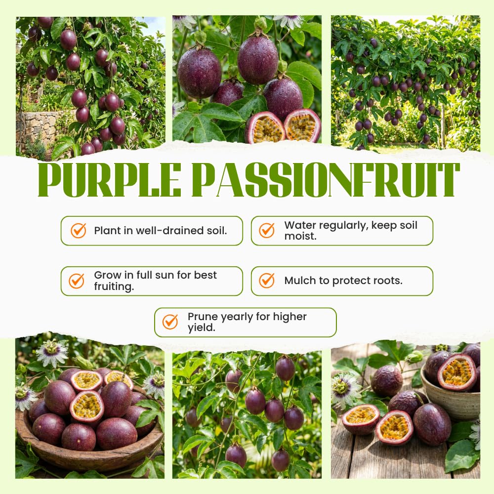 Passion Fruit Plant Live 4-7 Inch, Passionfruit Vine for Outdoor Garden, Tropical Climbing Vine for Trellis, Fence or Backyard Growing (Purple Passionfruit)