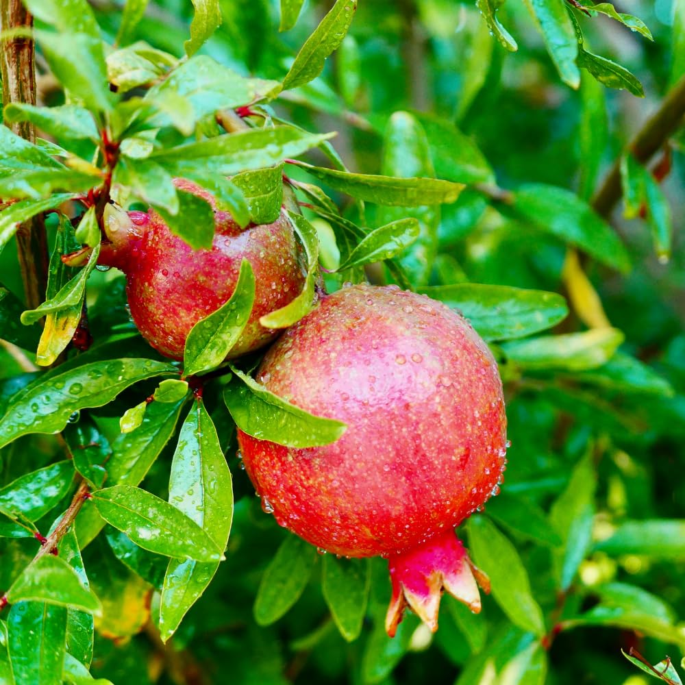Pomegranate Tree Live Plant, Pomegranate Plant, Well Rooted 2 Feet Tall, Sweet Fruit Tree for Patio and Garden, No Ship to CA