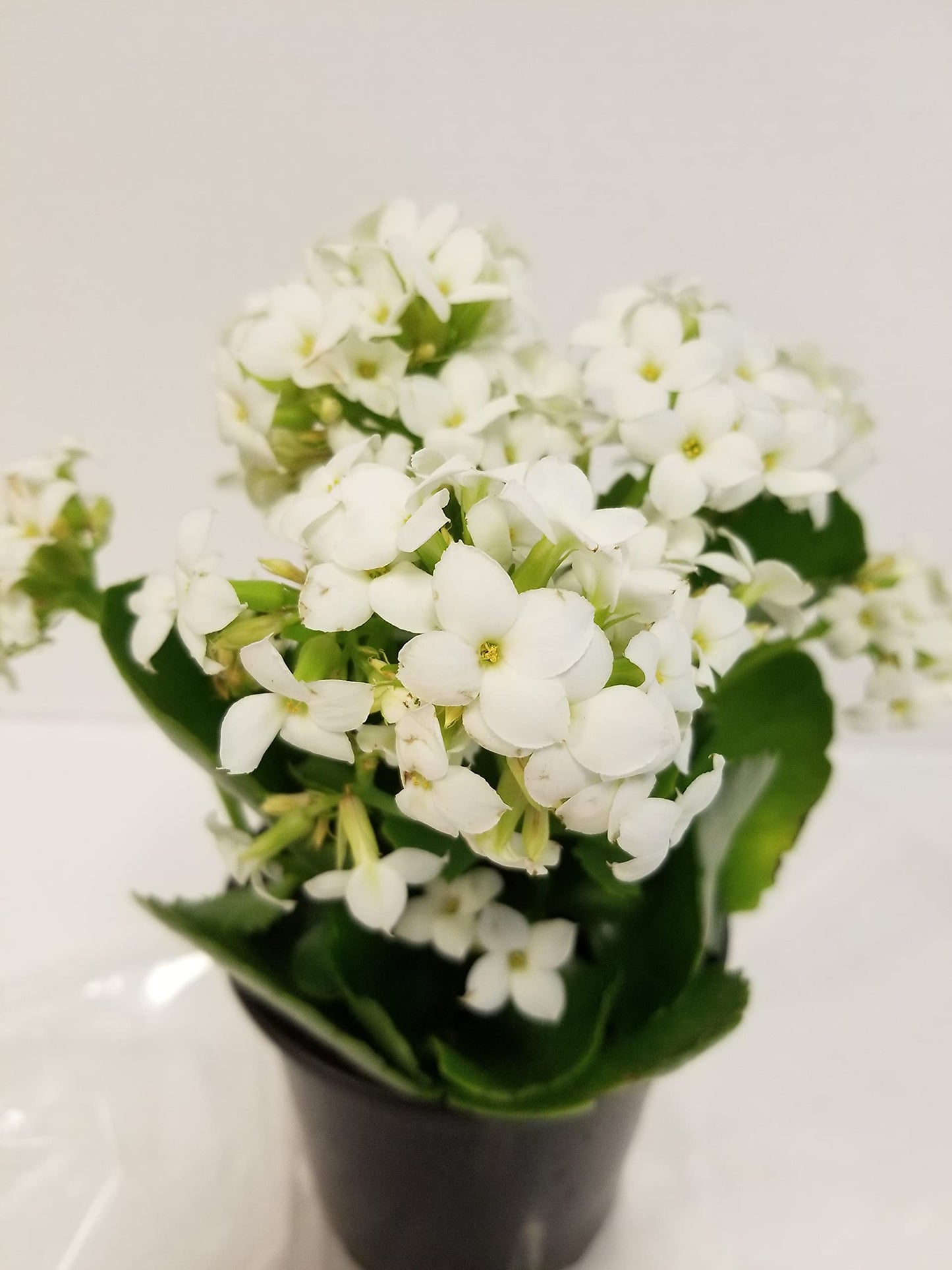 Gifts In Bloom Live White Kalanchoe 4 Inch Plant