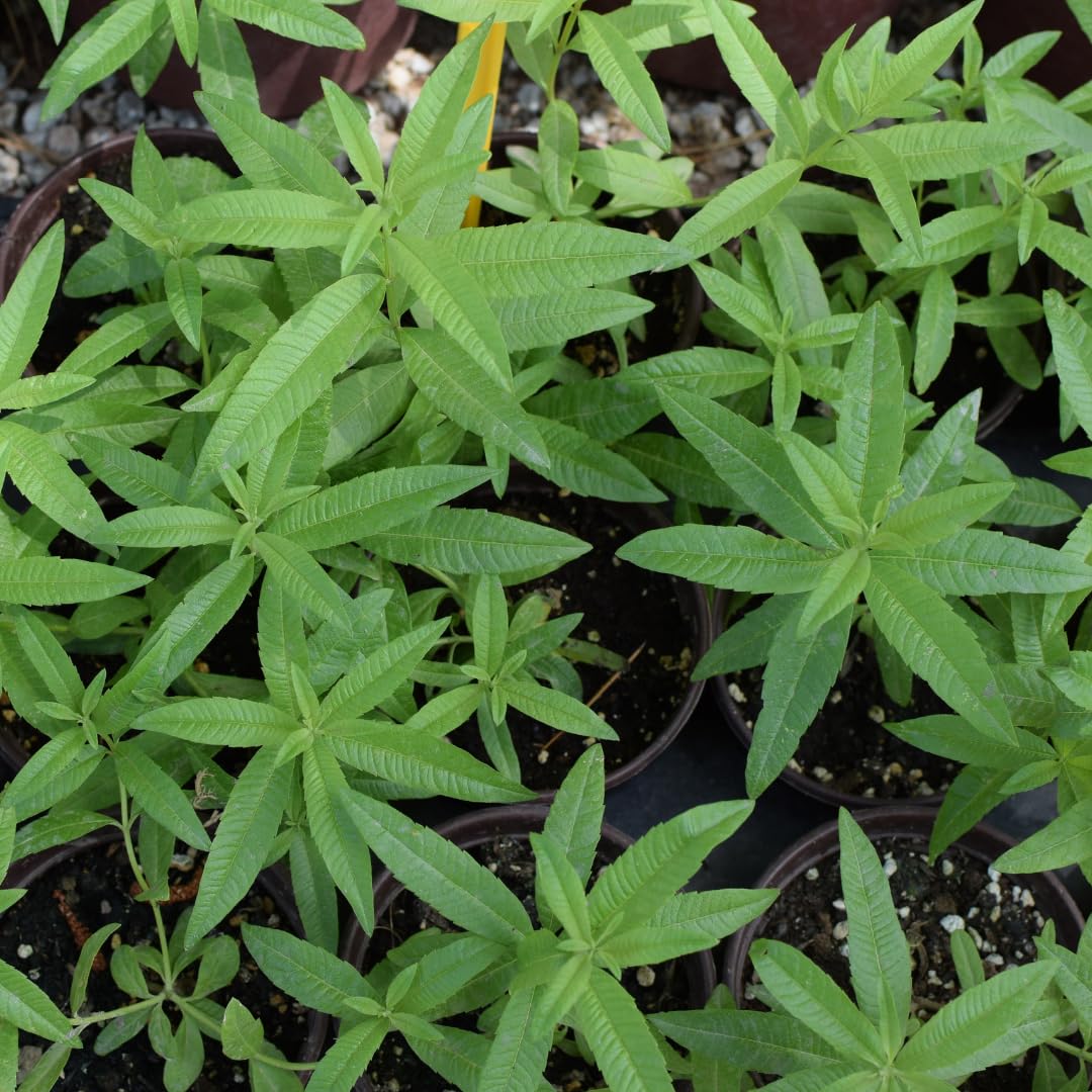 2 Lemon Verbena Plant, 4-Inch Tall Starter Herb, Non-GMO, Fast Growing Edible Herbs, Lemon Verbena Live Plant for Outdoor Garden Planting