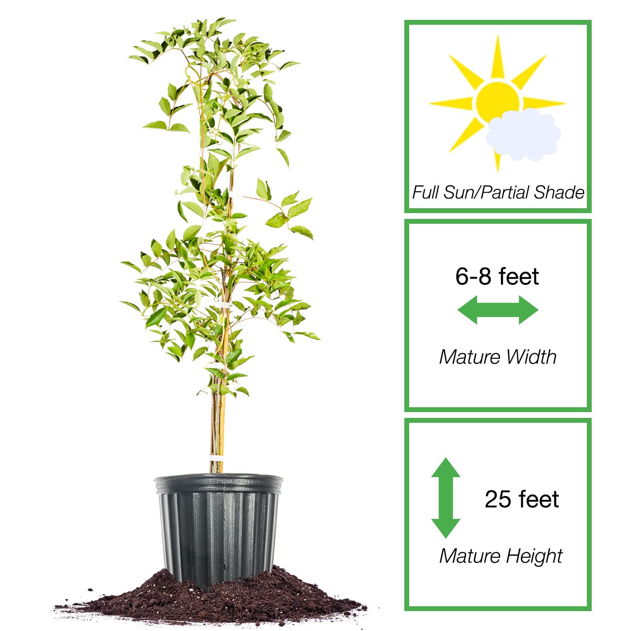 PERFECT PLANTS Blue Moon Wisteria Vine 3 Gallon | Live Shrub for Outdoor Planting | Fast Growing Vines for Trellis or Fence | Beautiful Flowers During Spring & Summer