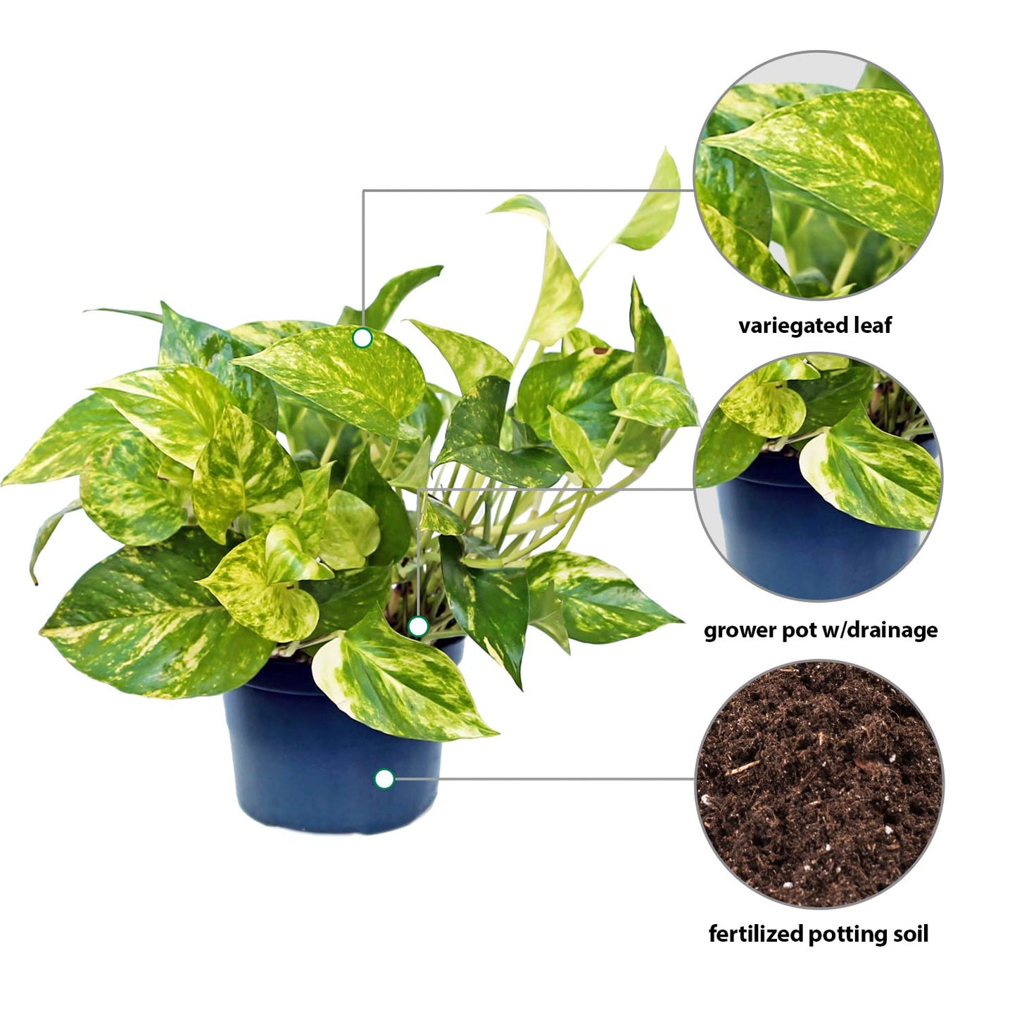 Live Golden Pothos Vine Plant in 6 Inch Pot, Epipremnum Aureum Indoor Houseplant with Trailing Variegated Foliage