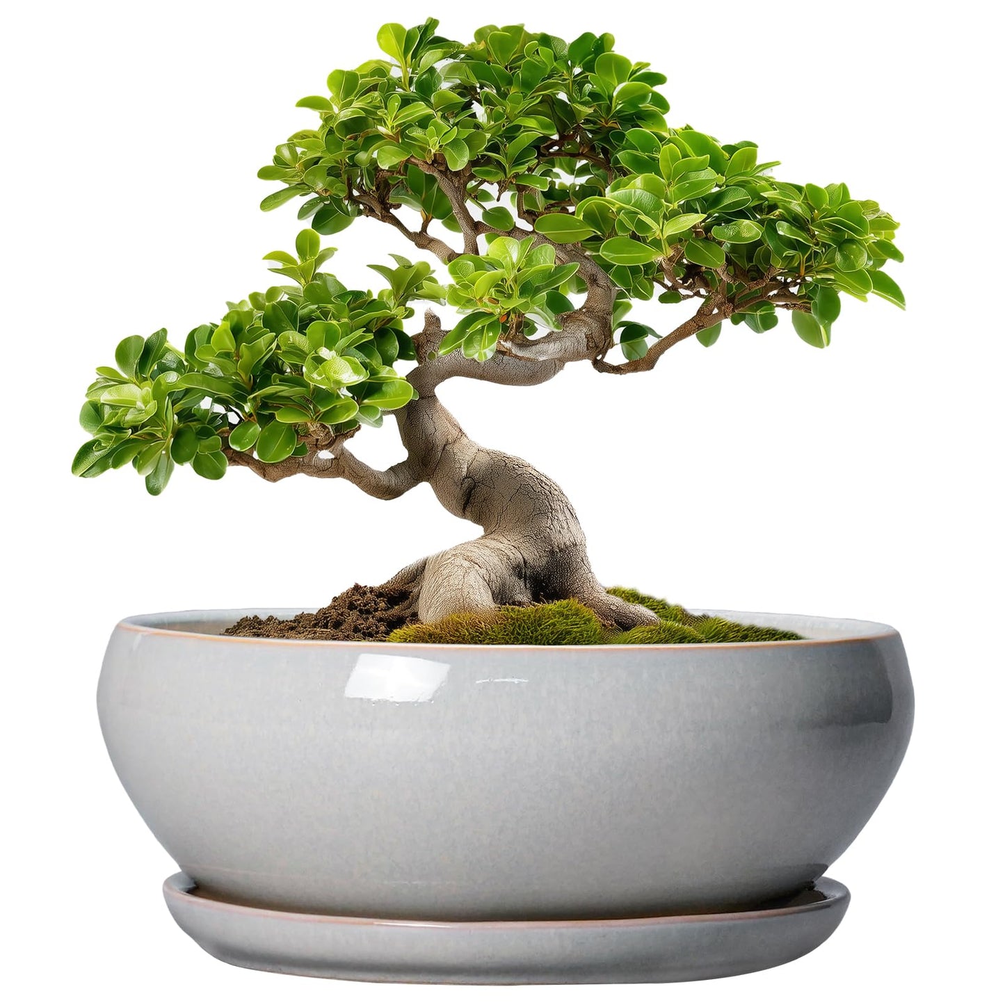 SQOWL Bonsai Pots - 10 Inch Ceramic Succulent Pots with Drainage Hole and Saucer, Large Shallow Indoor Planter, Bowl Round Planter Outdoor, Living Room Decor, Plant Lover Gifts, Gray