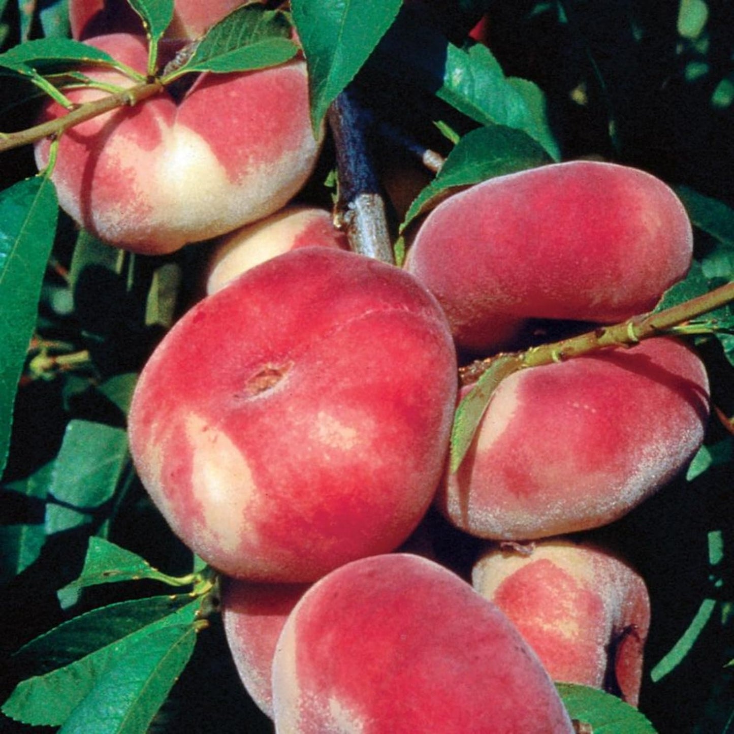 Donut Peach Tree Live Plant, in 3 Gallon Pot, 2 to 3 Feet Tall, Sweet Peach Fruit Tree for Outdoor Planting, No Ship to CA