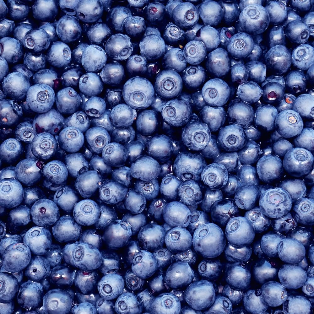 Set 3 Southern Highbush Blueberry Tree Plants Live 1 to 2 Year Old, Blueberry Fruit Tree Live Plant, Blueberry Bush, Blueberries Plants Live for Planting Outdoor Garden Perennial