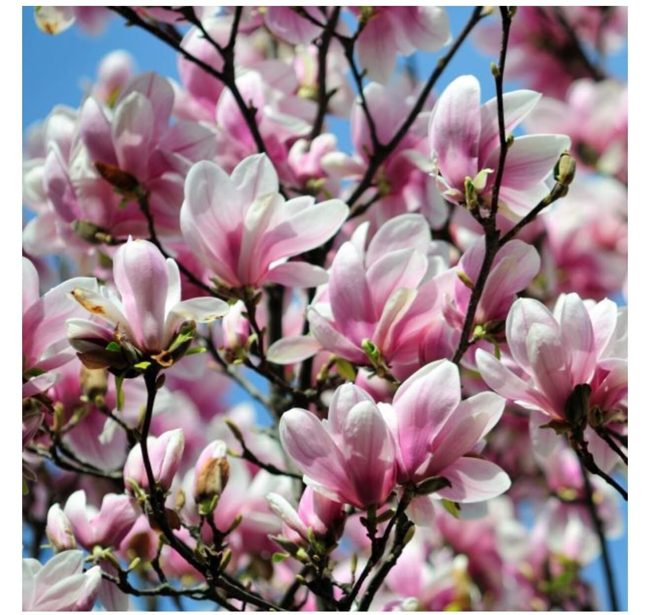 Live Plant - Chinese SaucerMagnolia Hybrid Tree-18-28 Inches Tall