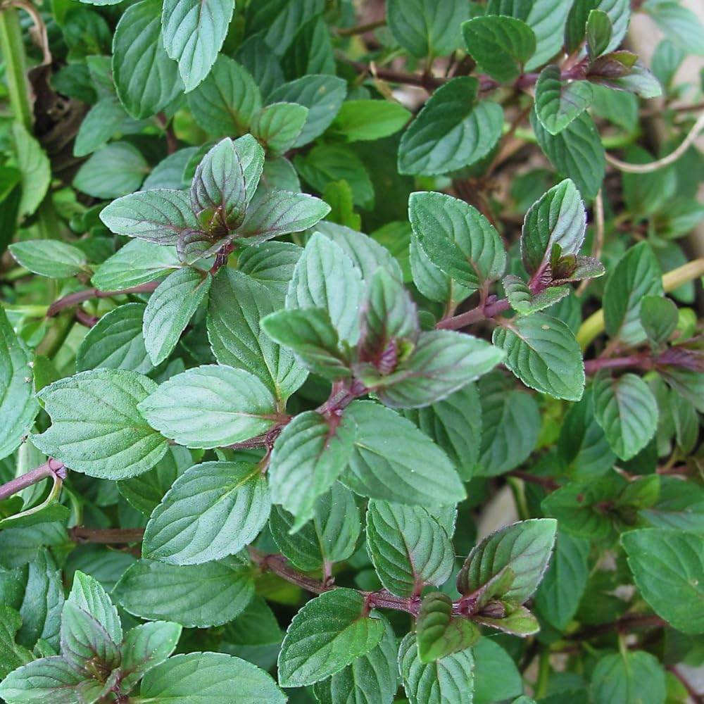 Mint Plant Live, 3 Chocolate Mint Herb Plants, 4 to 6 Inc Tall, Fragrant Perennial Plants for Gardening Outdoor, No Pot