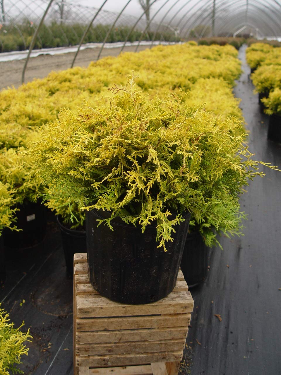 Chamaecyparis p. 'Vintage Gold' (Cypress) Evergreen, gold foliage, #2 - Size Container
