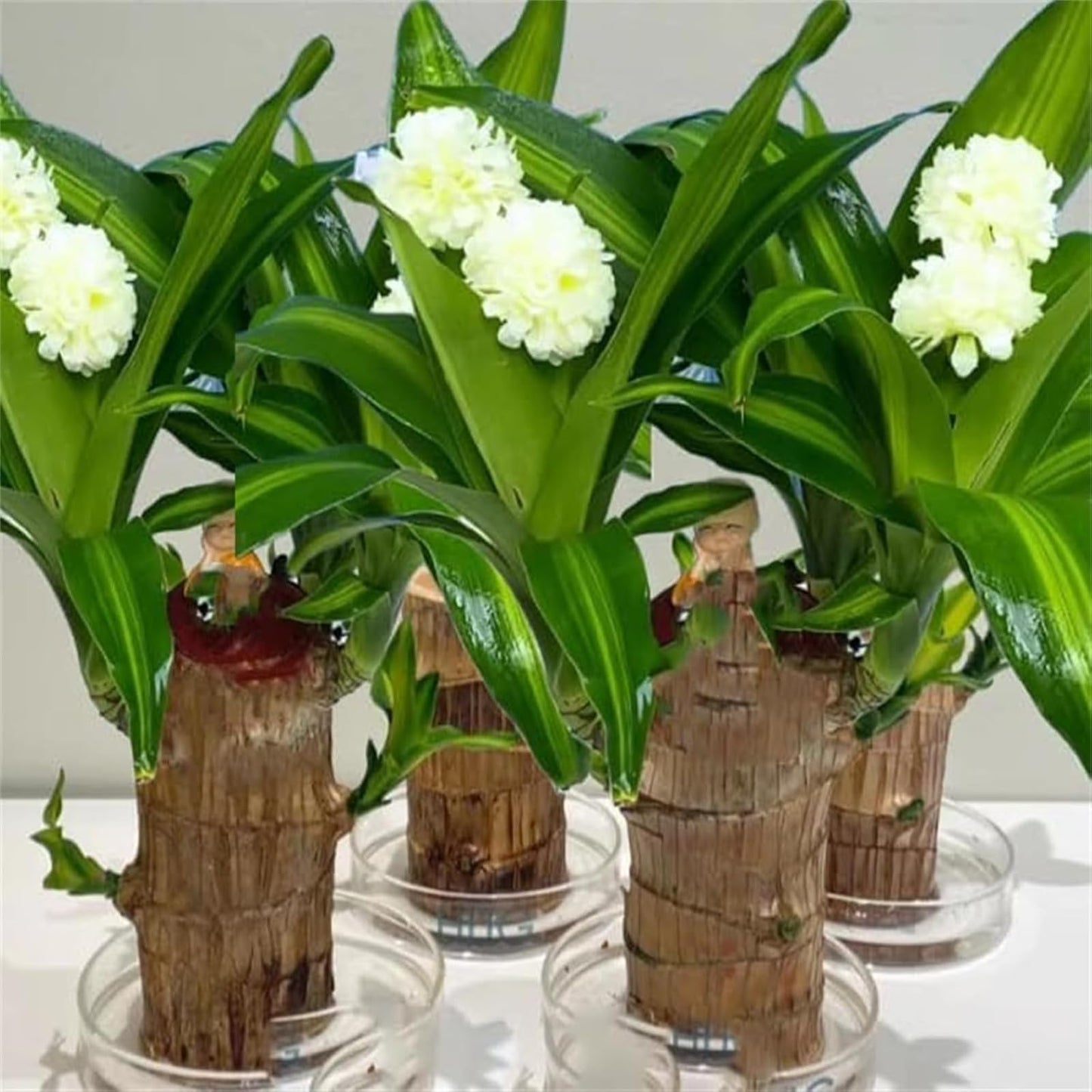 Live Brazilian Lucky Wood Kit with Modern Base & 2 Decorations - Indoor Good Luck House Gift for Home Office Desk Decor - Easy Grow Housewarming Gift
