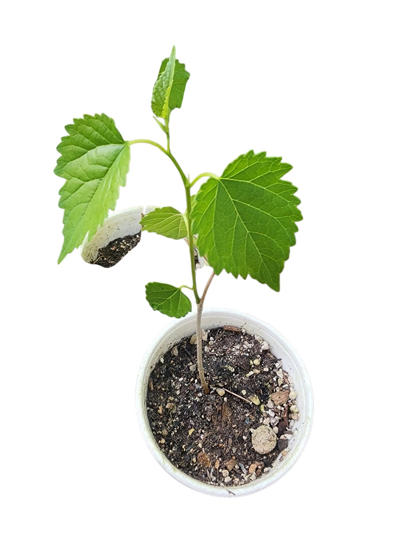 Live White Mulberry Tree Seedling, Young Plant in Soil Pot (15"-18")