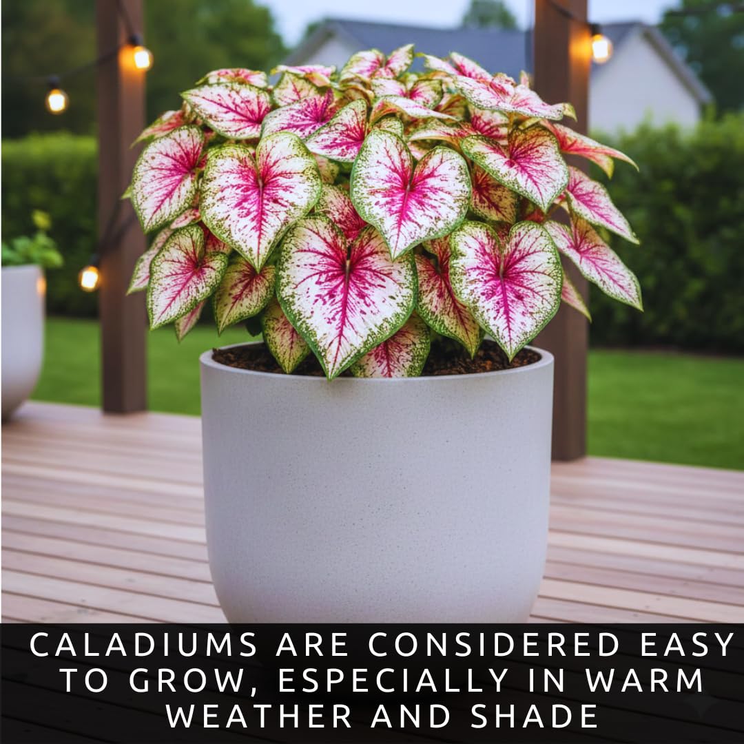 6 Heart and Soul Caladium Bulbs for Planting - Beautiful Spotted Leafs Stand Out - Perennial Hosta, Elephant Ears, Fancy (6 Bulbs)