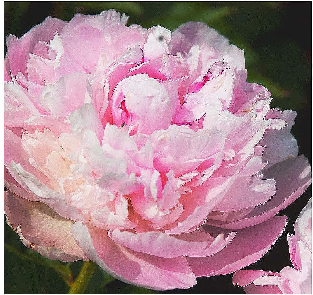 James Mann Double Pink Peony Bare Root 3-5 Eyes - Premium Peony Bulbs for Spring Planting 2024, Live Peonies Plants Ready to Plant - Ideal for Fernleaf Peony Gardens, Peony Trees, and Peony Bushes