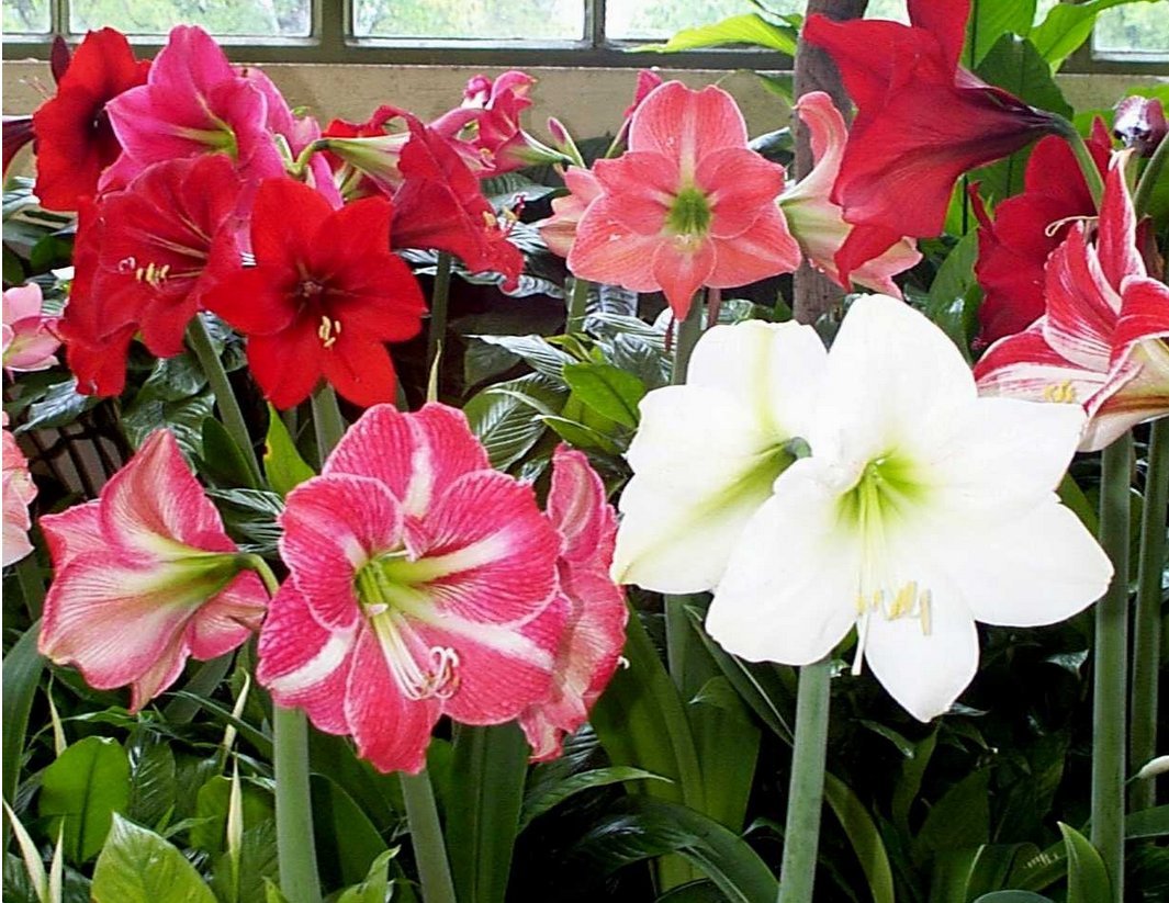 3 Mixed Amaryllis Bulbs Special Holiday Bulk Pricing! Wonderful to Gift As-is to Your Gardening Friends, or Jazz These Bulbs up Yourself with Clever Packaging to Put Your Own Style Into Your Gift!