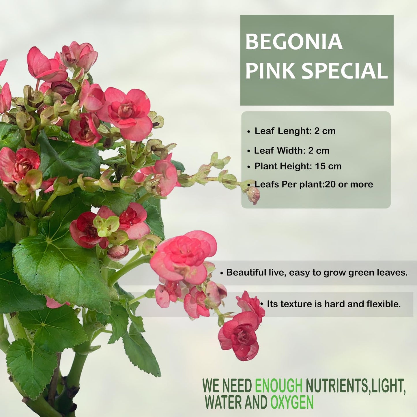 LEAL PLANTS ECUADOR Begonia Pink Special (Pack of 2) – Attractive Indoor Plant,Easy Care, Air-Purifying House Plant for Wellness & Home Decor, Office Desk, Unique Sustainable Gift for Plant Lovers
