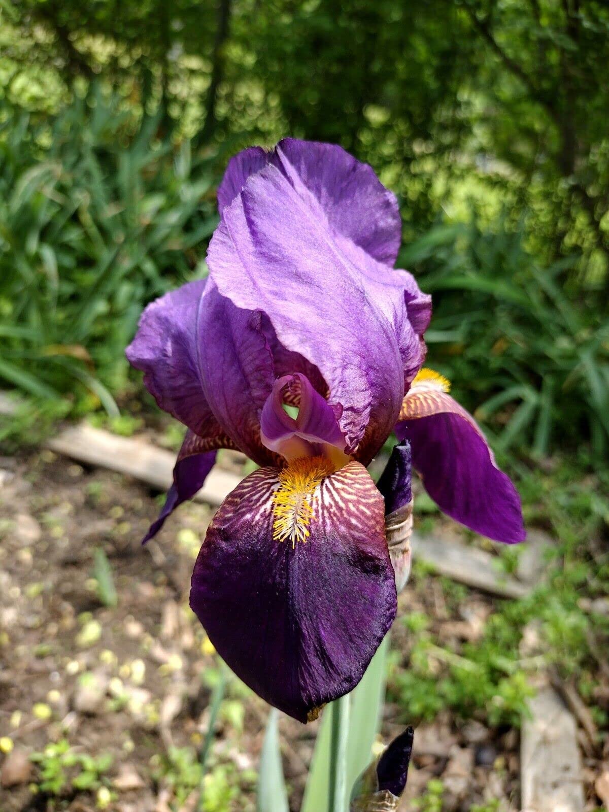 5 Iris Bearded Bulbs Rhizomes Flower | Mixed Colors Bulbs