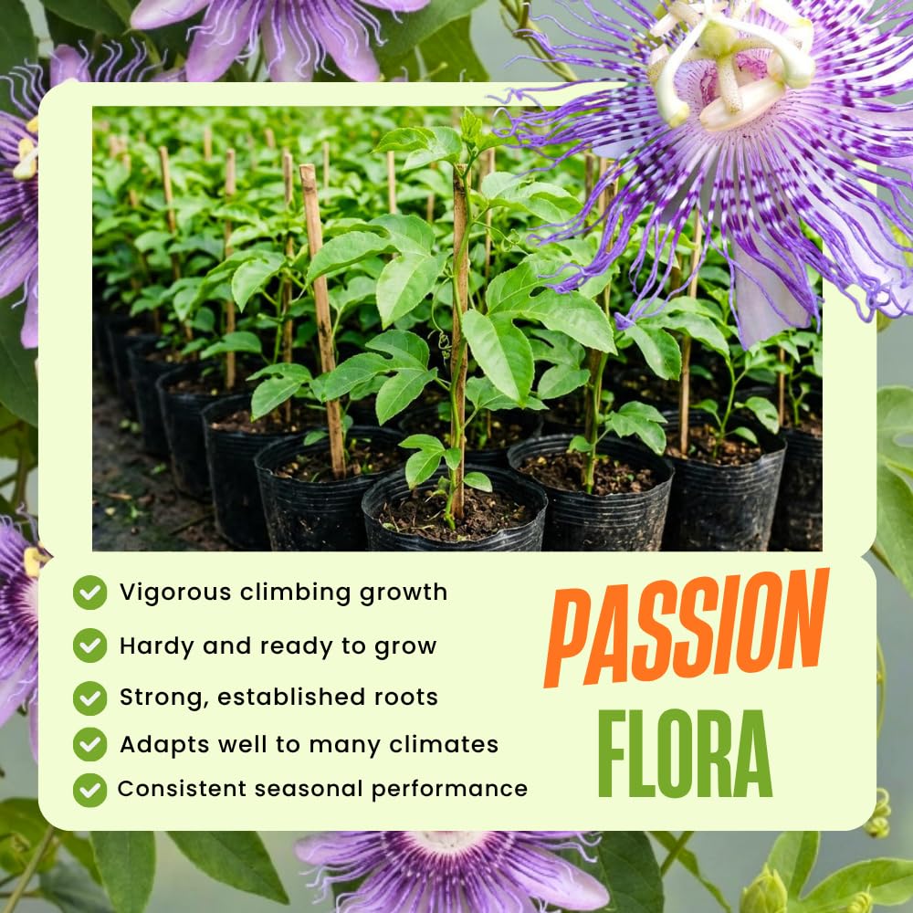 Set 2 Light Purple Passion Flower Plants Live, Passiflora Flower Vine 4-7'' Tall, Fragrant Climbing Plant for Garden, Patio, Containers
