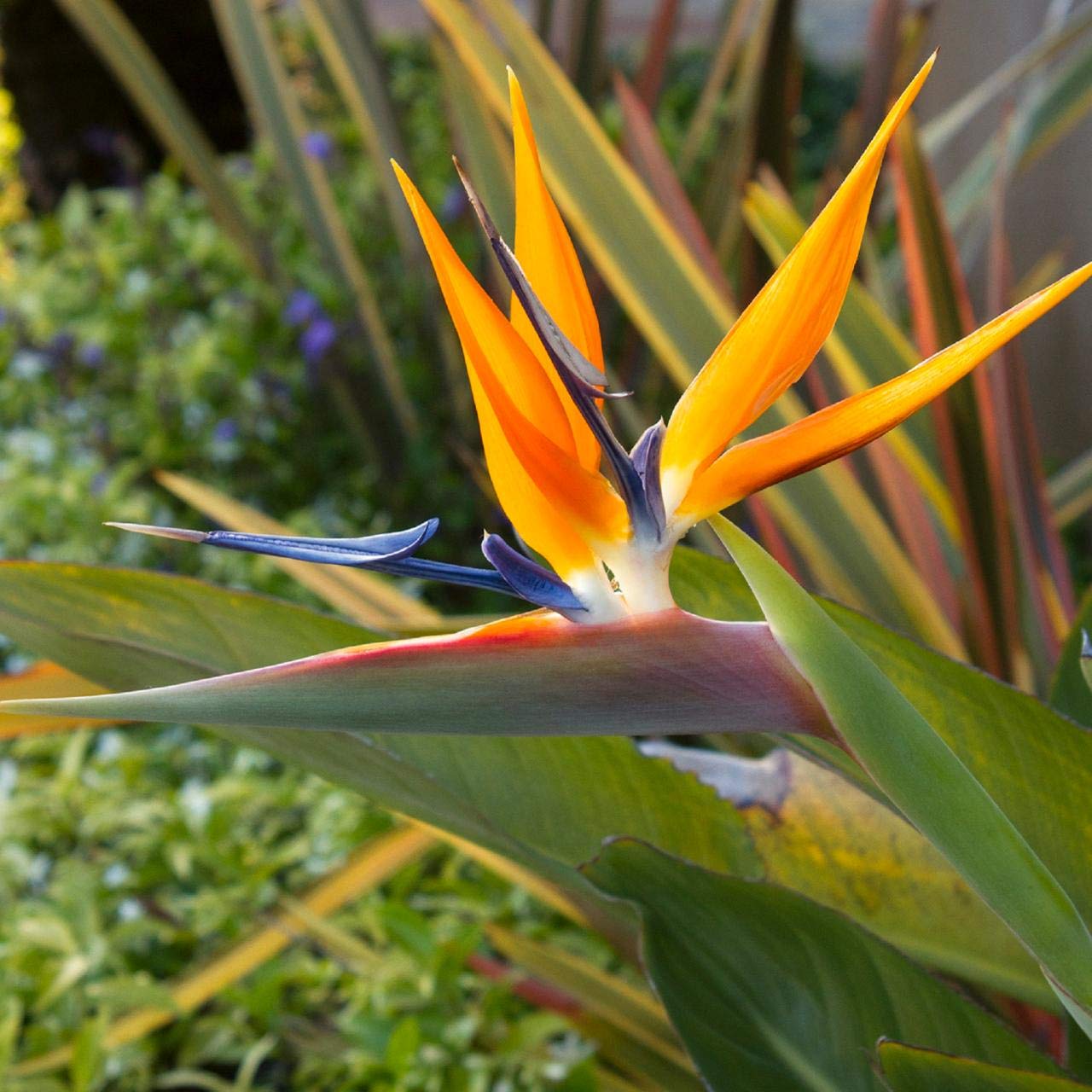 Orange Bird of Paradise - Strelitzia Reginae - 3 Large Trade Live Plants - Tropical Perennial Blooming Specimen