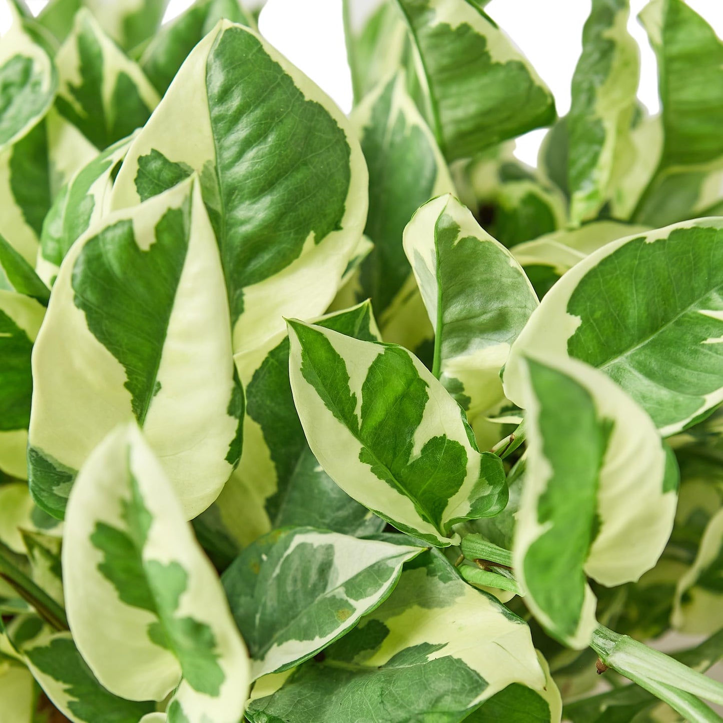 Pothos N'Joy Live Plant - Epipremnum aureum 'n'joy' - Variegated Devil's Ivy - Air Purifying Houseplant - Perfect Live Plant Gift - CA Seller (4" Nursery Pot)