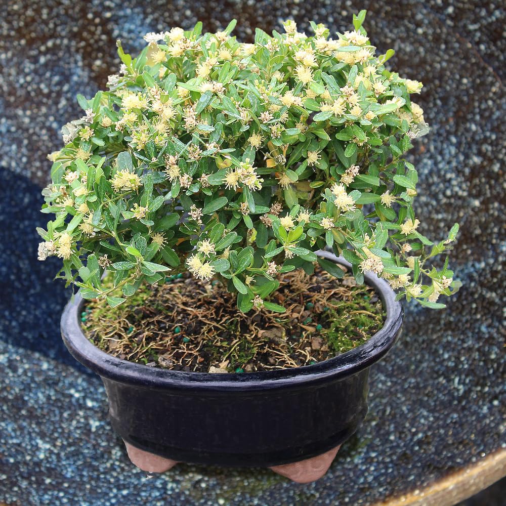 Brussel's Live Harland Boxwood Outdoor Bonsai Tree - 3 Years Old; 6" to 8" Tall with Decorative Container