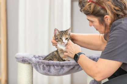 TRIXIE Baza Cat Scratching Post 19,7 Inch - with Durable Sisal Rope and with Fluffy Hammock and Dangling Cat Toy - in Gray