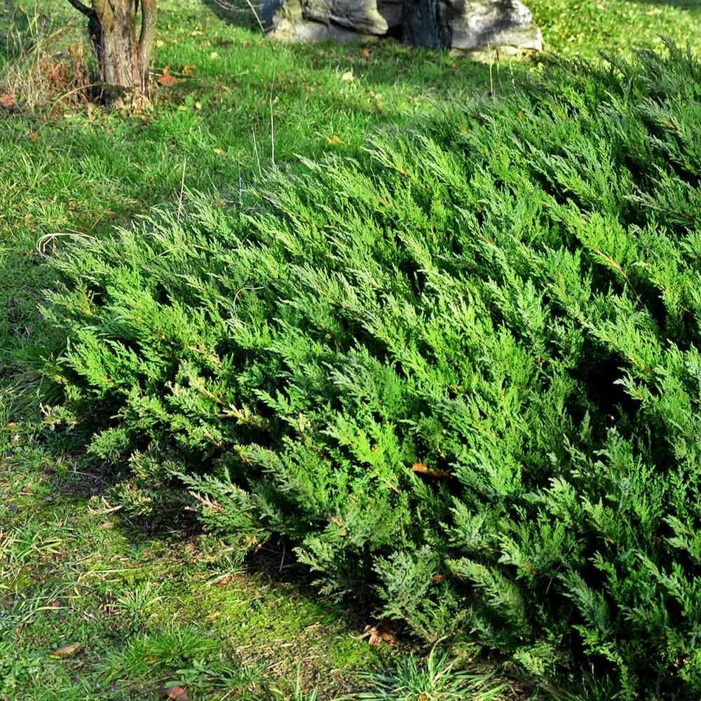 Parsoni Juniper | 2 Extra Large Trade 3 Gallon Plants | Healthy Drought-Resistant Evergreen Shrub - Ideal for Bonsai, Ground Cover, and Outdoor Landscaping Ð Easy-Growth Variety
