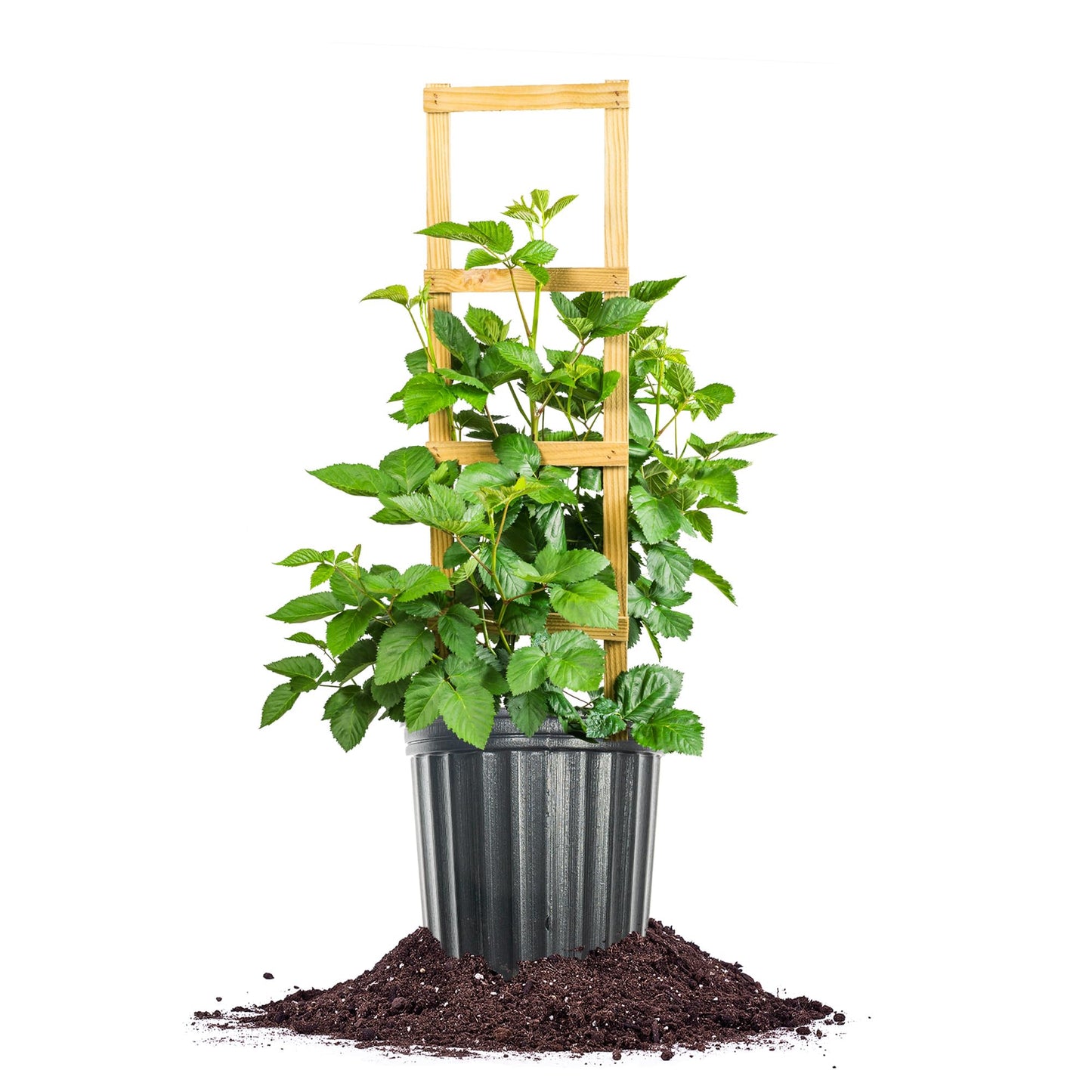 Perfect Plants Apache BlackBerry 3 Gallon | Live Fruit Bush for Gardening | Sweet Edible Berries & Thornless